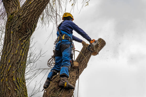 Professional Tree Removal in Raymondville, TX